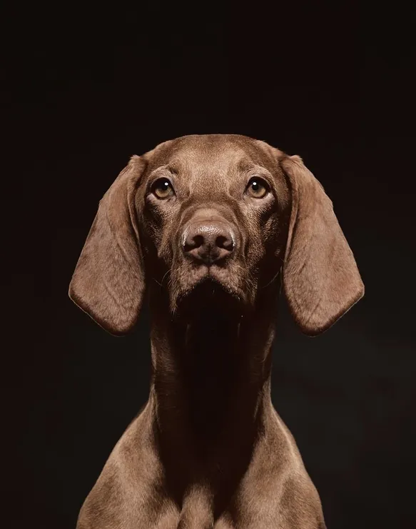 2chirot