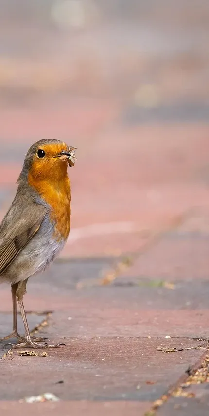 Birdinsect1