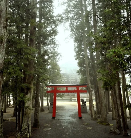 Torii, Umi