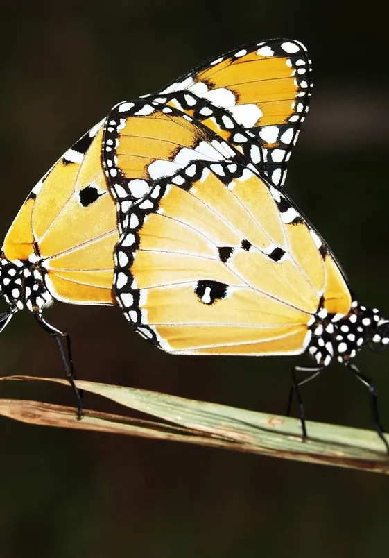 e-migrant