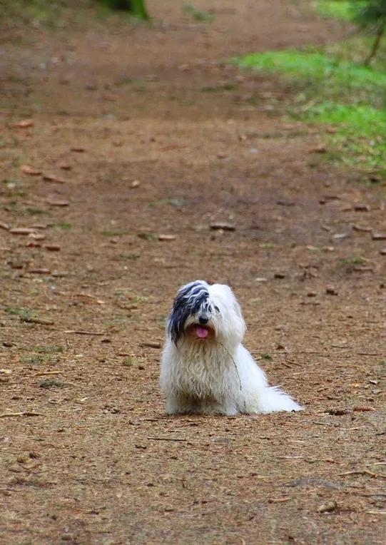deculla2