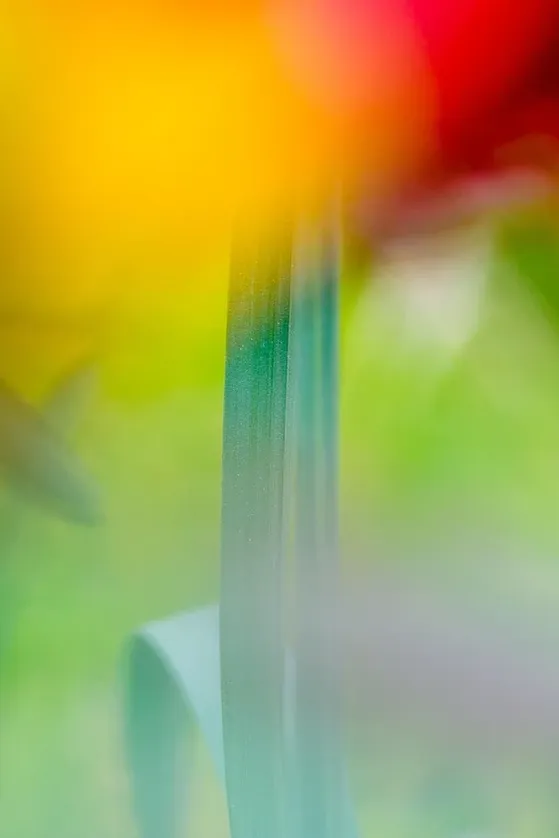 Abstract Photography- Joshua B Huitz-11 llow