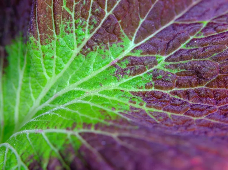 leafshake leafshiver