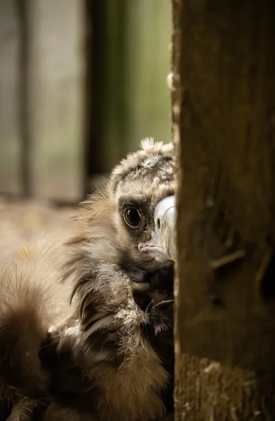 Peeking