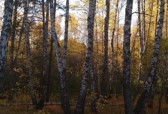 Sept 15