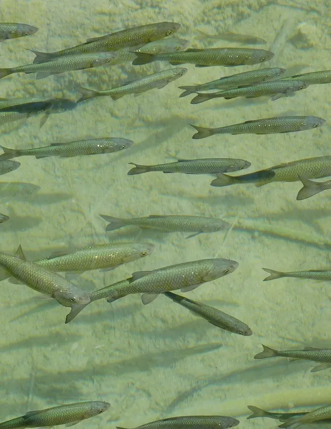 SHOAL