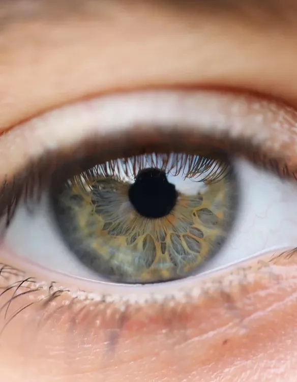3chiot