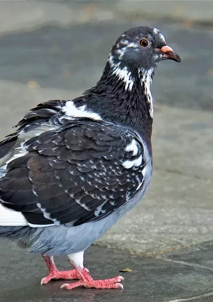 de culla a