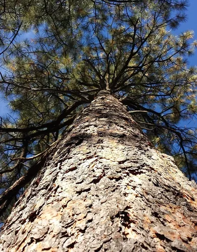 Ponderosa