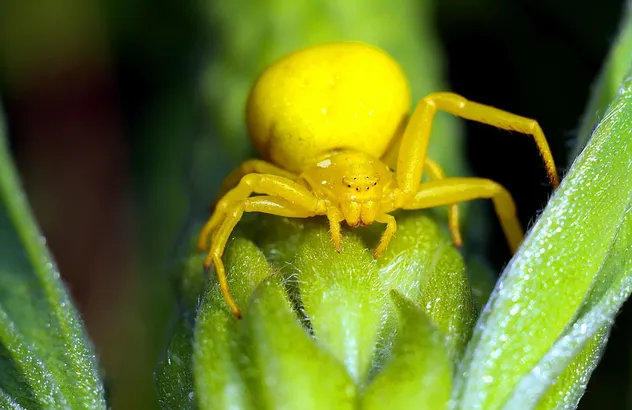 vile-plumage-thespiderlikething (2)