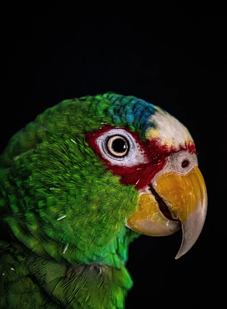 bala1