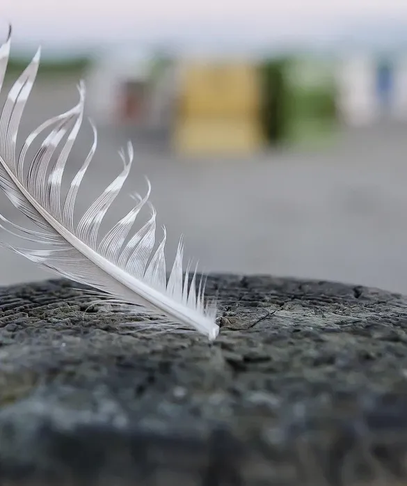 8 The Last Feather Bending in the Wind