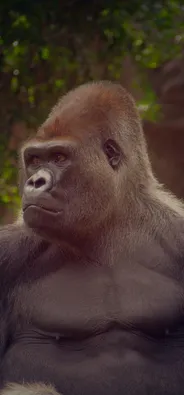 kong
