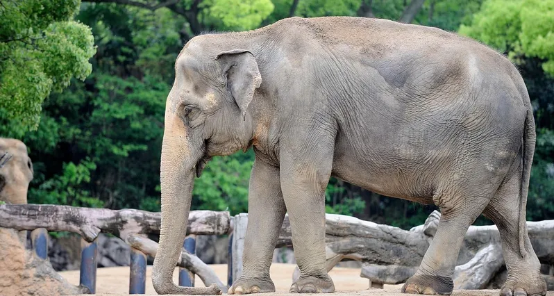 March of the Elephants
